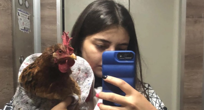 „კარგად იყავი, ჩემო პატარა მეგობარო…“ – ქათამი, რომელსაც ოპერაცია გაუკეთეს, მოკვდა