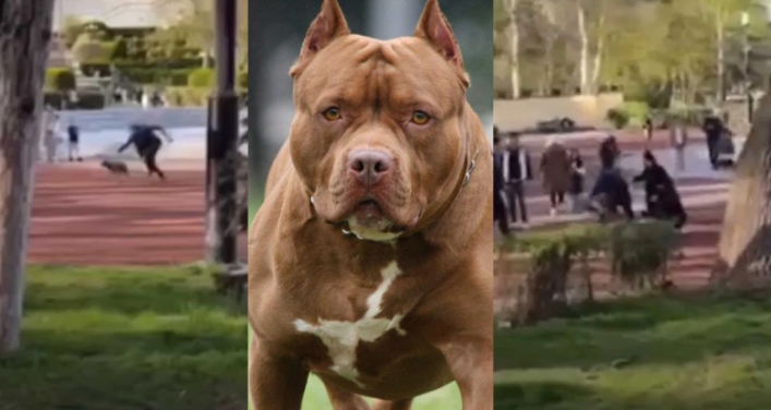 “ვუსამძიმრებ და თანავუგრძნობ ოჯახს, საშინელი ტრაგედიის გამო. ძალიან განვიცდი და გული მტკივა… გაფრთხილებთ: ვიდეო არ არის სასიამოვნო სანახაობა” – ნახეთ რა საშინელება მოხდა ახლახანს თბილისში