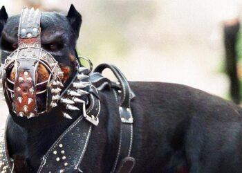 ეს ძაღლები მსოფლიოს ბევრ ქვეყანაში აკრძალეს ! – ნახეთ მათი სია