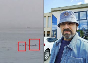 “ვერ მასიამოვნა ზვიგენმა, რომელმაც რუსი ტურისტი შეჭამა. “პამაგი პაპა”-ს ყვირილმა, გულ-მკერდი შემინგრია…” – რას წერს ნუგზარ სულაშვილი?