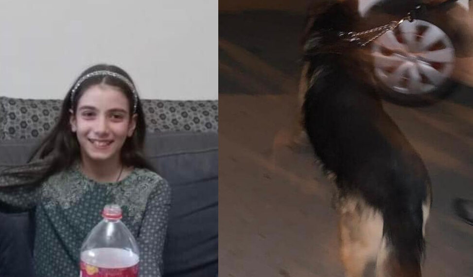 დღის გმირი! – ძაღლი, რომელმაც დიდ დიღომში დაკარგული 11 წლის მარიამი იპოვა