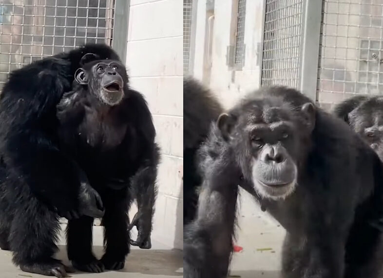 შიმპანზეს რეაქცია როდესაც 28-წლიანი ტყვეობის შემდეგ ცა პირველად დაინახა – ემოციური ვიდეო