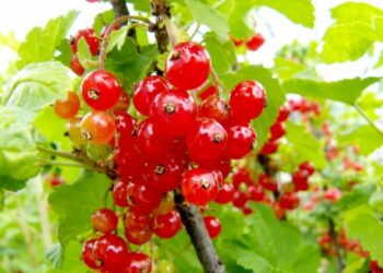 დაბლა სწევს წნევას, ამცირებს ქოლესტერინს… – გაიცანით საოცარი თვისებების მქონე კენკრა