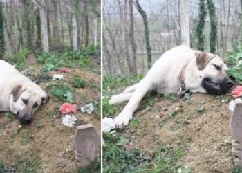 თვეების განმავლობაში ძაღლი გარდაცვლილი პატრონის საფლავს არ შორდებოდა… ის ისეთ საიდუმლოს მალავდა, რომელსაც ხალხი ვერასდროს წარმოიდგენდა…