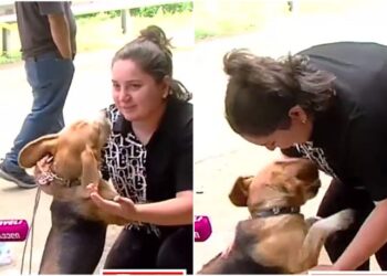 მარიტა გუტაშვილმა სტიქიის დროს დაკარგული ძაღლი იპოვა – ემოციური კადრები შოვიდან