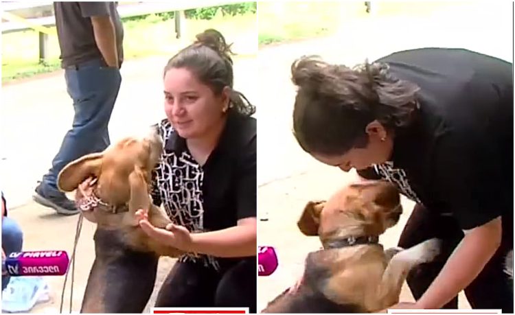 მარიტა გუტაშვილმა სტიქიის დროს დაკარგული ძაღლი იპოვა – ემოციური კადრები შოვიდან