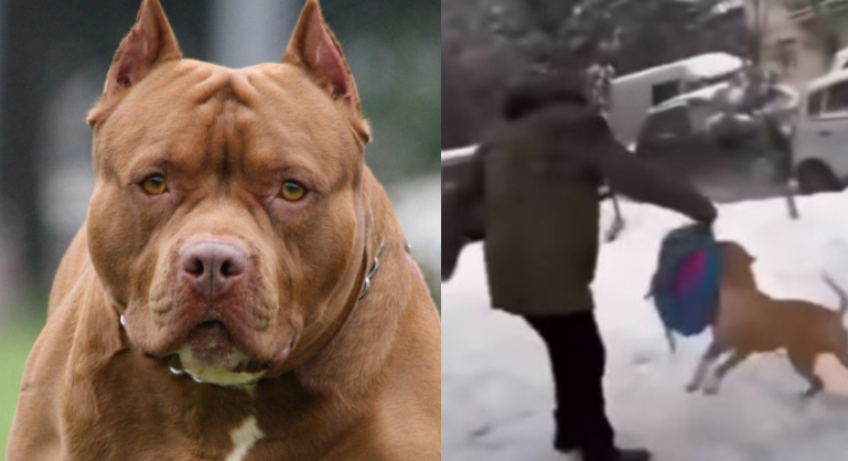 ვიდეო : “ჩემი შვილის სკოლის ჭიშკარი, შეშინებული მშობლები და ბავშვები“ – სკოლის შესასვლელთან პიტბულის ჯიშის ძაღლი ბავშვს თავს დაესხა