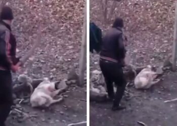 “ვიდეო შეიცავს მძიმე კადრებს”– ბავშვებმა და სუსტი ნერვების პატრონებმა არ უყუროთ