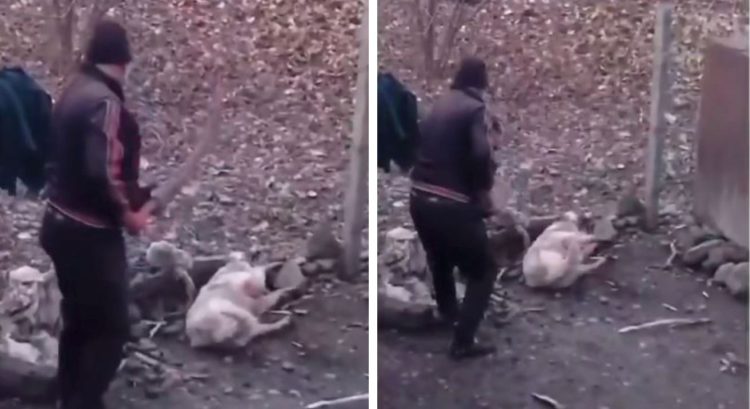 “ვიდეო შეიცავს მძიმე კადრებს”– ბავშვებმა და სუსტი ნერვების პატრონებმა არ უყუროთ