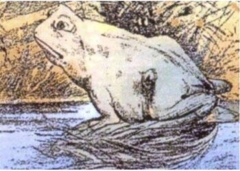 რას ხედავთ ფოტოზე ბაყაყის გარდა? – მისი აღმოჩენა მხოლოდ კარგი მხედველობის მქონე ადამიანებს შეუძლიათ