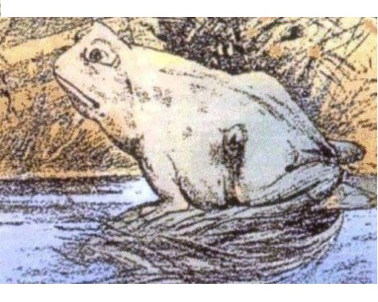 რას ხედავთ ფოტოზე ბაყაყის გარდა? – მისი აღმოჩენა მხოლოდ კარგი მხედველობის მქონე ადამიანებს შეუძლიათ