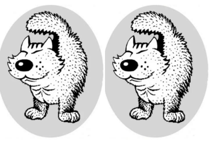 თუ ფოტოზე 5 წამში ძაღლს აჩმოაჩენთ, ესეიგი განსაკუთრებული მხედველობის პატრონები ხართ