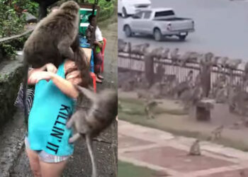 შოკისმომგვრელი კადრები ტაილანდიდან – 3500-მდე მაიმუნი ქალაქს თავს დაესხა: რა ინფორმაციას ავრცელებს ადგილობრივი მედია