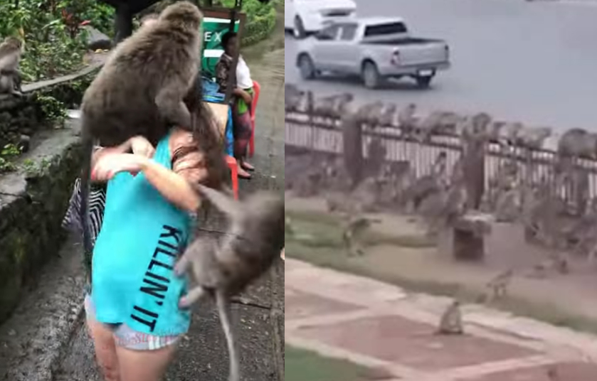 შოკისმომგვრელი კადრები ტაილანდიდან – 3500-მდე მაიმუნი ქალაქს თავს დაესხა: რა ინფორმაციას ავრცელებს ადგილობრივი მედია