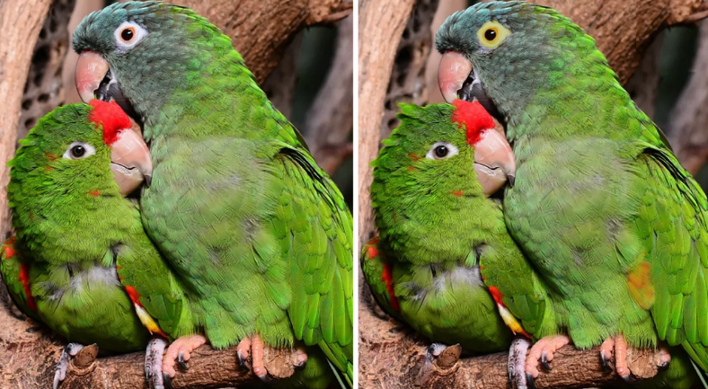 იპოვეთ 5 განსხვავება ფოტოებზე – ხალხის დიდი ნაწილი 3 განსხვავებაზე მეტს ვერ პოულობს