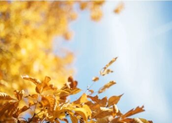 ისე დათბება ვერ წარმოიდგენთ – ნახეთ როგორი ამინდია მოსალოდნელი საქართველოში უახლოეს დღეებში