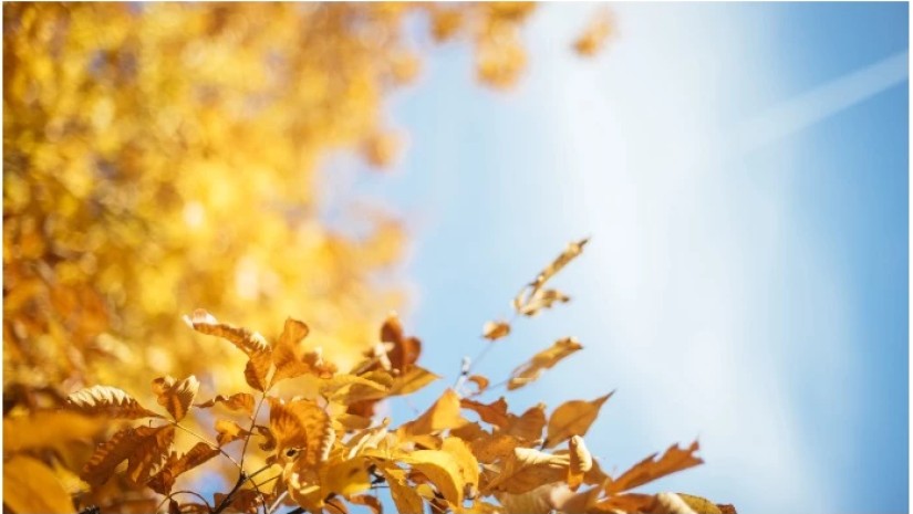 ისე დათბება ვერ წარმოიდგენთ – ნახეთ როგორი ამინდია მოსალოდნელი საქართველოში უახლოეს დღეებში