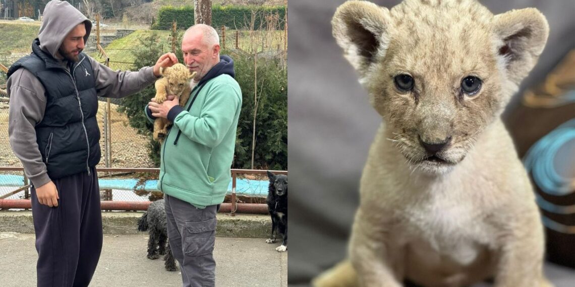 როგორ მოხვდა ლომის ბოკვერი თბილისის ზოოპარკში?.. ამბავი თანმიმდევრულად და დეტალურად – რა ინფორმაციას ავრცელებს თბილისის ზოოპარკი