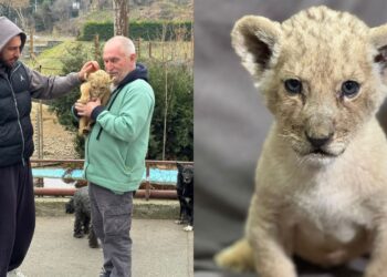 როგორ მოხვდა ლომის ბოკვერი თბილისის ზოოპარკში?.. ამბავი თანმიმდევრულად და დეტალურად – რა ინფორმაციას ავრცელებს თბილისის ზოოპარკი