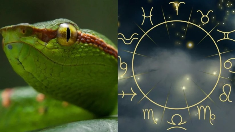 ხის გველის წელი ზოდიაქოს 7 ნიშნისთვის გარდამტეხი იქნება