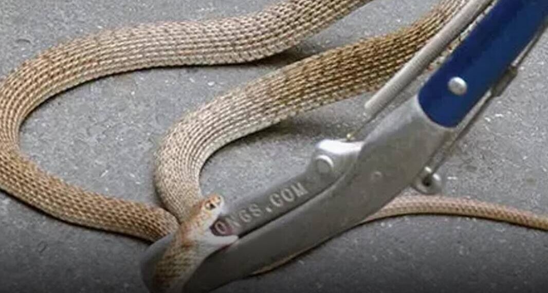 გიურზები თბილისში: 7 ადგილი თბილისში, სადაც გავრცელების არეალი ყველაზე დიდია – “არ დავუპიროთ დაჭერა ან შემთხვევით ფეხი არ დავადგათ”