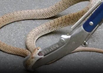 გიურზები თბილისში: 7 ადგილი თბილისში, სადაც გავრცელების არეალი ყველაზე დიდია – “არ დავუპიროთ დაჭერა ან შემთხვევით ფეხი არ დავადგათ”