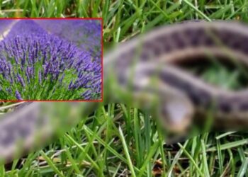 „მათ მძაფრ სუნს გაურბიან“ – მცენარეები, რომელიც გველებს აფრთხობს