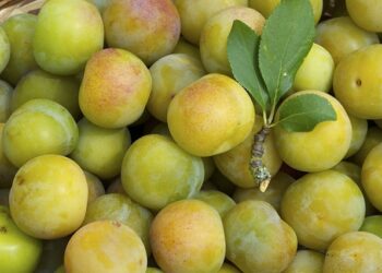 „მუცლის ცხიმს წვავს და…“ – ქლიავის ჯიში, რომელიც აგვისტოში იკრიფება და სავსეა ვიტამინებით