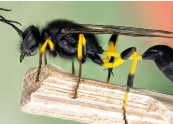 “ნაკბენის არეში დანით დაზელვა არ არის რეკომენდირებული, ჩაიცვით ღია ფერის ტანსაცმელი და ერიდეთ ყვავილებთან ან ნაგვის ურნებთან ახლოს ყოფნას, ხოლო თუ ალერგიული ხართ ყოველთვის ატარეთ ეს…” – როგორ მოიქცეთ თუ ფუტკარმა ან კრაზანამ გიკბინათ ? ექიმის რჩევები