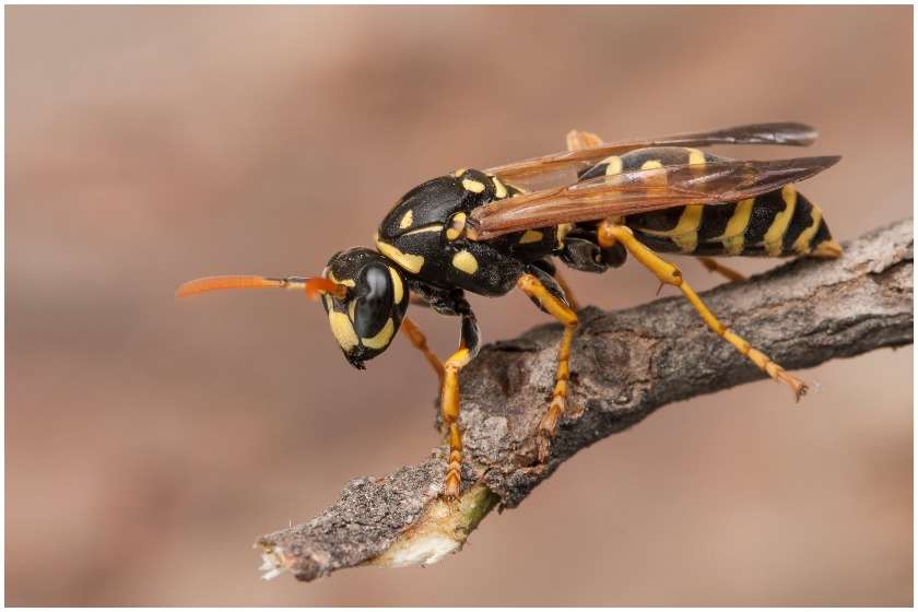 სოკოს საკრეფად წასული მამაკაცი ბზიკების ნაკბენით  გარდაიცვალა – რა უნდა მოიმოქმედოთ თუ ბზიკმა ან კრაზანამ გიკბინათ ?