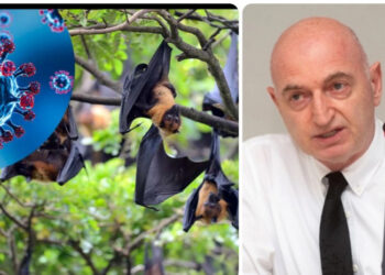 „მაქვს ეჭვი, რომ ეს ვირუსი საქართველოსთვის პრობლემა გახდეს“ – რა სიმპტომები ახასიათებს „ნიპაჰის“ ვირუსს და რამდენად მაღალია სიკვდილიანობის რისკი? ივანე ჩხაიძის განმარტება