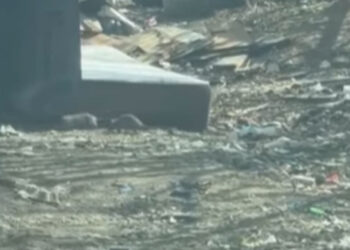 რა დააფიქსირა კამერამ დიდ დიღომში – ამსახველი კადრები სოციალურ ქსელში ვრცელდება