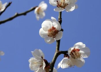 აპრილის თვის ამინდის პროგნოზი სრულად