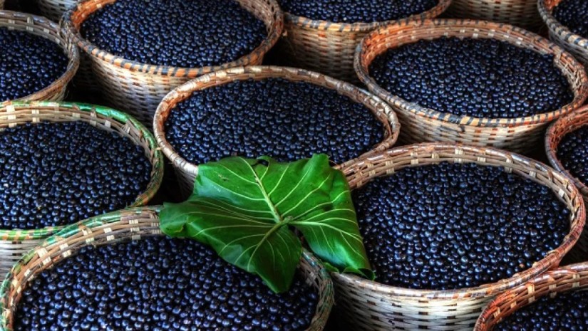 დასახელდა ახალი ხილი, რომელშიც კიბოს საწინააღმდეგო ნივთიერება აღმოაჩინეს – კვლევა