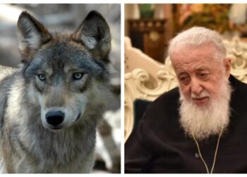 „პატრიარქს დაუნახავს ბადეში დამწყვდეული მგელი… მივედა ახლოს და დაუფიქრებლად შეყო თითები ბადეში…” – საოცარი ისტორია, თუ როგორ იცნო მგელმა უწმინდესი