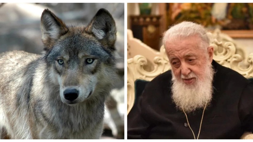 „პატრიარქს დაუნახავს ბადეში დამწყვდეული მგელი… მივედა ახლოს და დაუფიქრებლად შეყო თითები ბადეში…” – საოცარი ისტორია, თუ როგორ იცნო მგელმა უწმინდესი